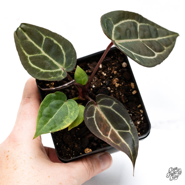Variegated Anthurium Red Velvet Cake '24' x Zara '29' by DocBlock® (wk42-AE)
