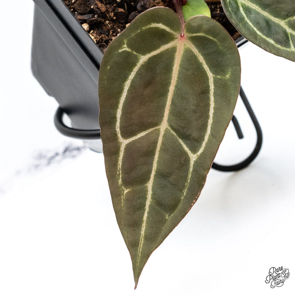 Variegated Anthurium Red Velvet Cake '24' x Zara '29' by DocBlock® (wk42-AE)