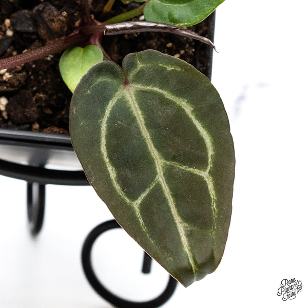 Variegated Anthurium Red Velvet Cake '24' x Zara '29' by DocBlock® (wk42-AE)