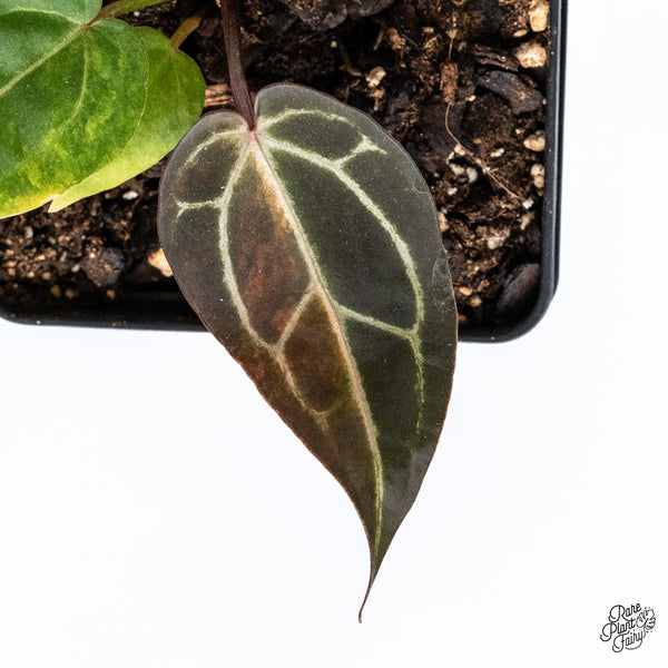 Variegated Anthurium Red Velvet Cake '24' x Zara '29' by DocBlock® (wk42-AE)
