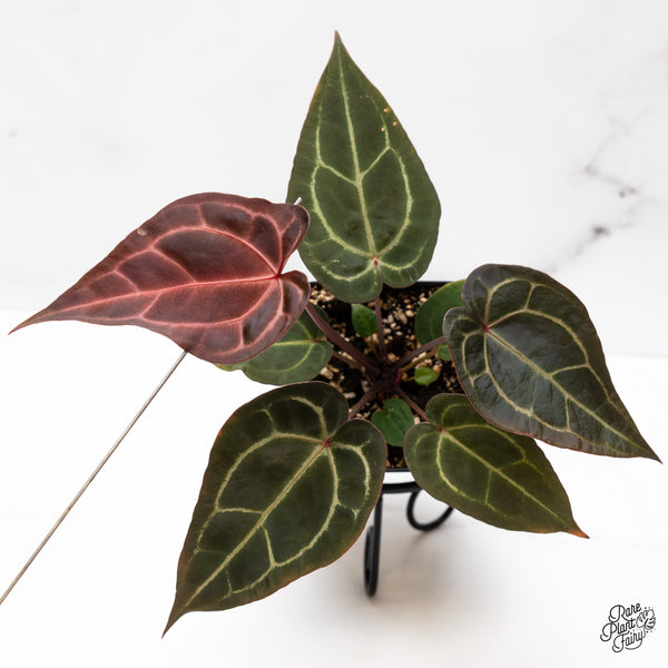 Anthurium Red Velvet Cake '24' x Zara '29' by DocBlock® (wk43-C)