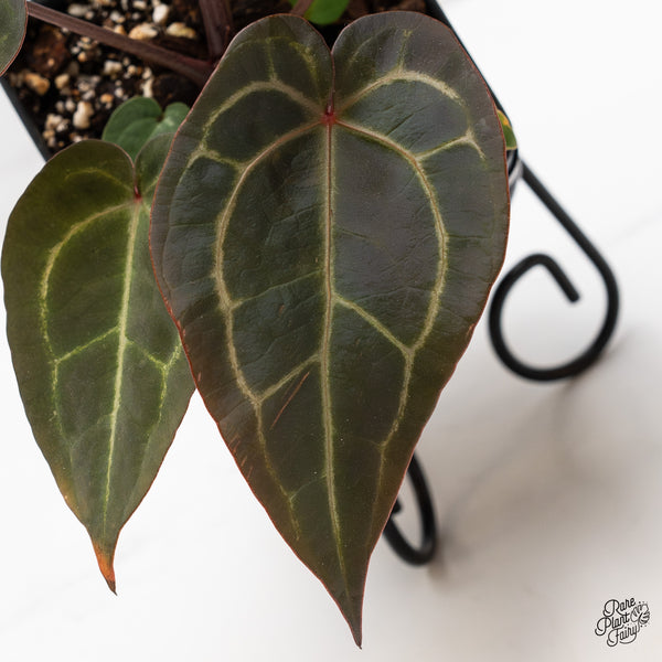 Anthurium Red Velvet Cake '24' x Zara '29' by DocBlock® (wk43-C)