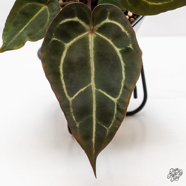 Anthurium Red Velvet Cake '24' x Zara '29' by DocBlock® (wk43-C)