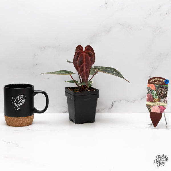 Anthurium Red Velvet Cake '24' x Zara '29' by DocBlock® (wk43-C)