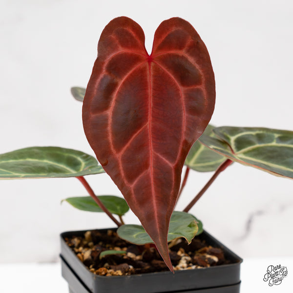 Anthurium Red Velvet Cake '24' x Zara '29' by DocBlock® (wk43-C)