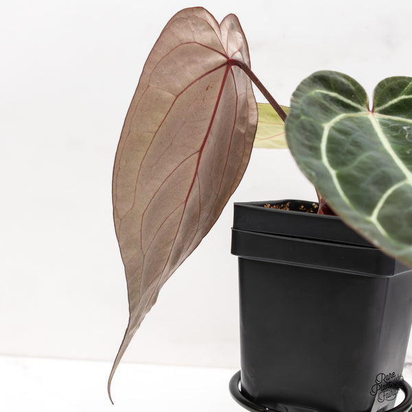 Anthurium Red Velvet Cake '24' x Zara '29' by DocBlock® (wk43-J)