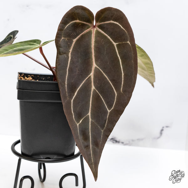 Anthurium Red Velvet Cake '24' x Zara '29' by DocBlock® (wk43-J)