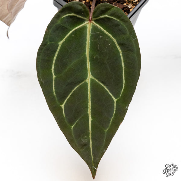 Anthurium Red Velvet Cake '24' x Zara '29' by DocBlock® (wk43-J)