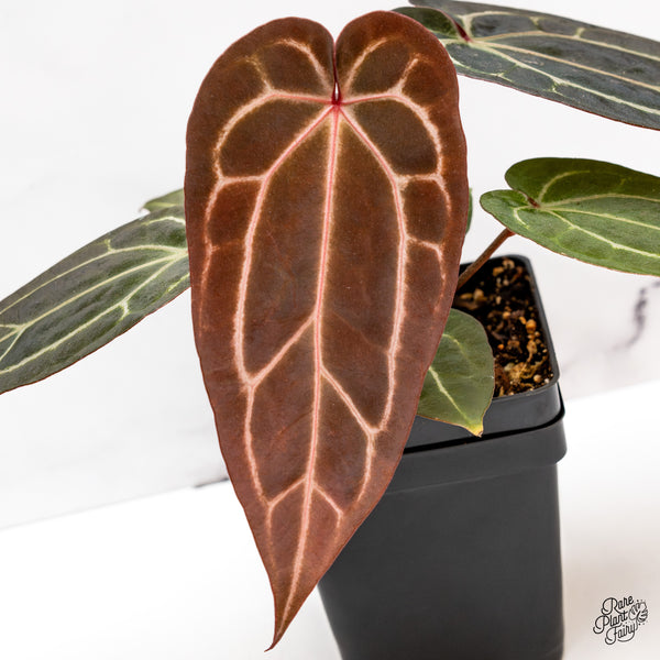 Anthurium Red Velvet Cake '24' x Zara '29' by DocBlock® (wk43-N)