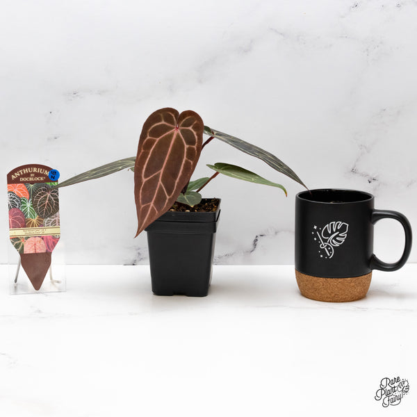 Anthurium Red Velvet Cake '24' x Zara '29' by DocBlock® (wk43-N)