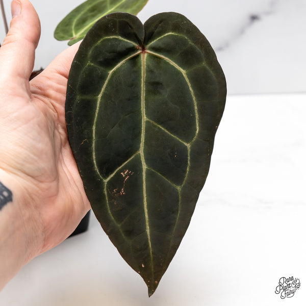 Anthurium Red Velvet Cake '24' x Zara '29' by DocBlock® (wk45-R)