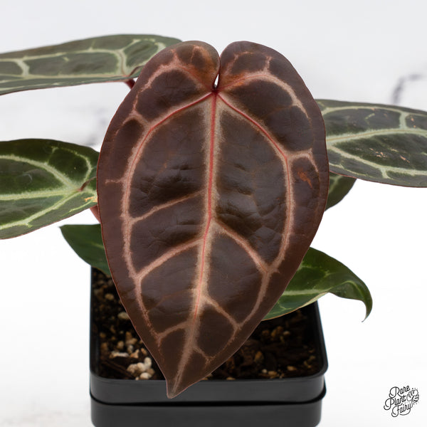 Anthurium Red Velvet Cake '24' x Zara '29' by DocBlock® (wk45-U) *Red Vein Emergent*