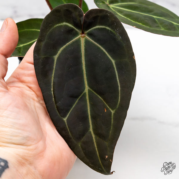 Anthurium Red Velvet Cake '24' x Zara '29' by DocBlock® (wk45-W) *Dark Emergent*