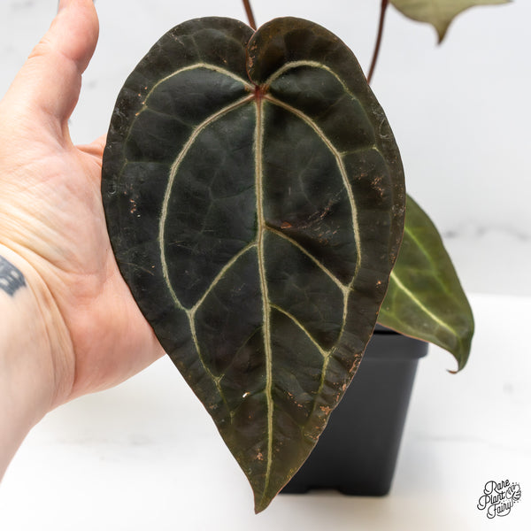 Anthurium Red Velvet Cake '24' x Zara '29' by DocBlock® (wk51-E)