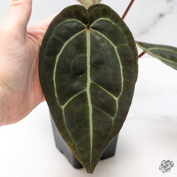 Anthurium Red Velvet Cake '24' x Zara '29' by DocBlock® (wk51-E)