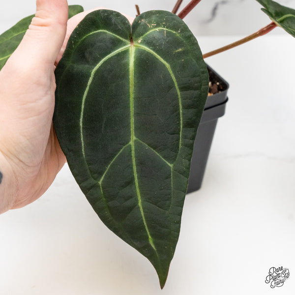 Anthurium Red Velvet Cake '24' x Zara '29' by DocBlock® (wk51-L)