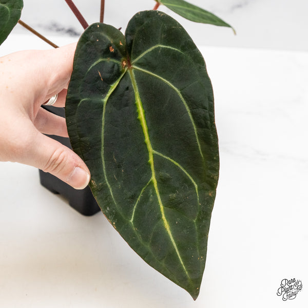 Anthurium Red Velvet Cake '24' x Zara '29' by DocBlock® (wk51-L)