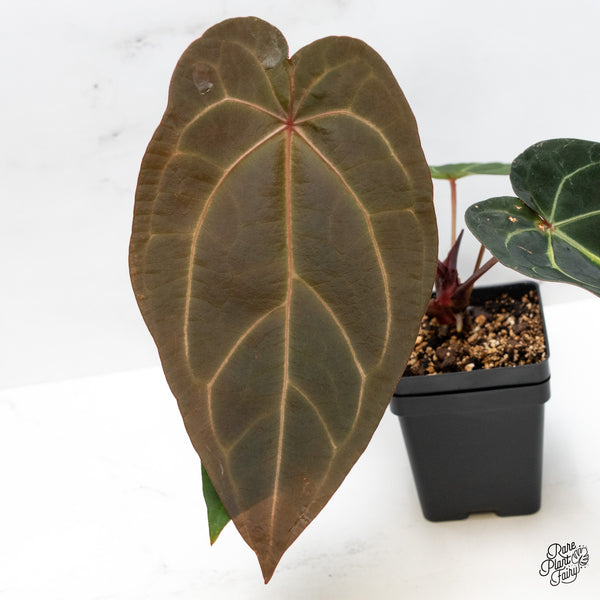 Anthurium Red Velvet Cake '24' x Zara '29' by DocBlock® (wk51-L)