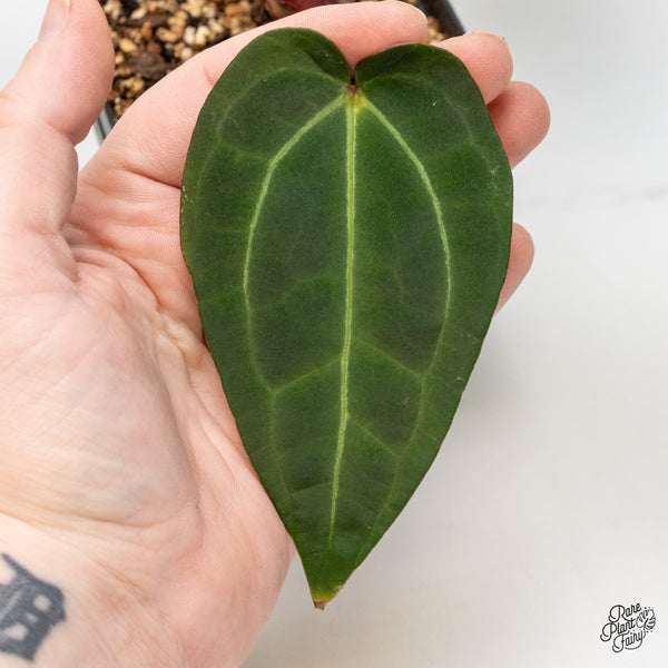 Anthurium Red Velvet Cake '24' x Zara '29' by DocBlock® (wk51-L)