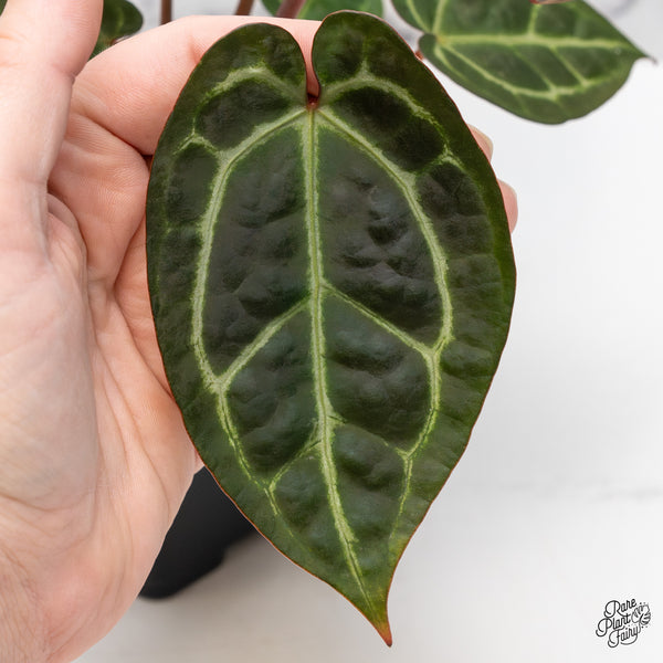 Anthurium Red Velvet Cake '24' x Zara '29' by DocBlock® (wk51-Z)