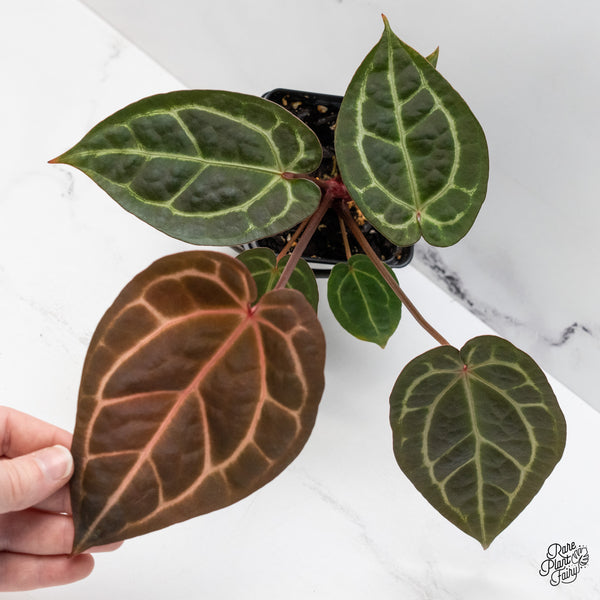 Anthurium Red Velvet Cake '24' x Zara '29' by DocBlock® (wk51-Z)