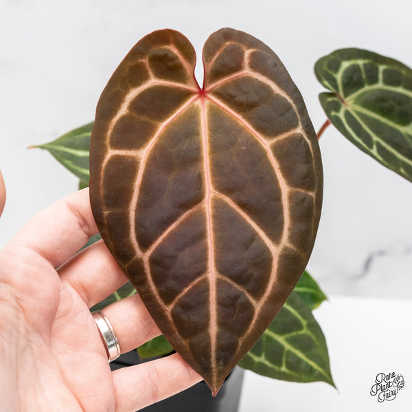 Anthurium Red Velvet Cake '24' x Zara '29' by DocBlock® (wk51-Z)