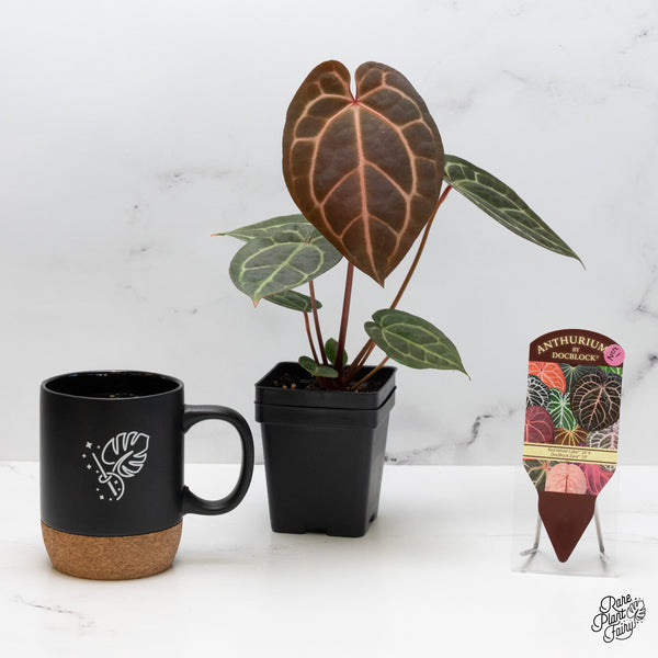 Anthurium Red Velvet Cake '24' x Zara '29' by DocBlock® (wk51-Z)