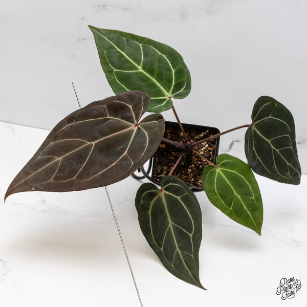 Anthurium Red Velvet Cake '24' x Zara '29' by DocBlock® (wk52-O)