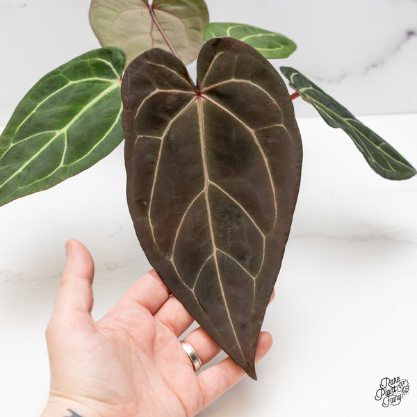 Anthurium Red Velvet Cake '24' x Zara '29' by DocBlock® (wk52-O)