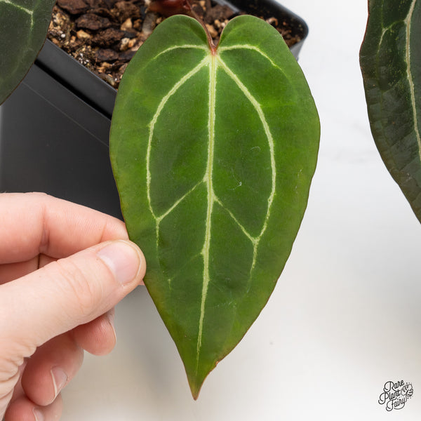 Anthurium Red Velvet Cake '24' x Zara '29' by DocBlock® (wk52-O)