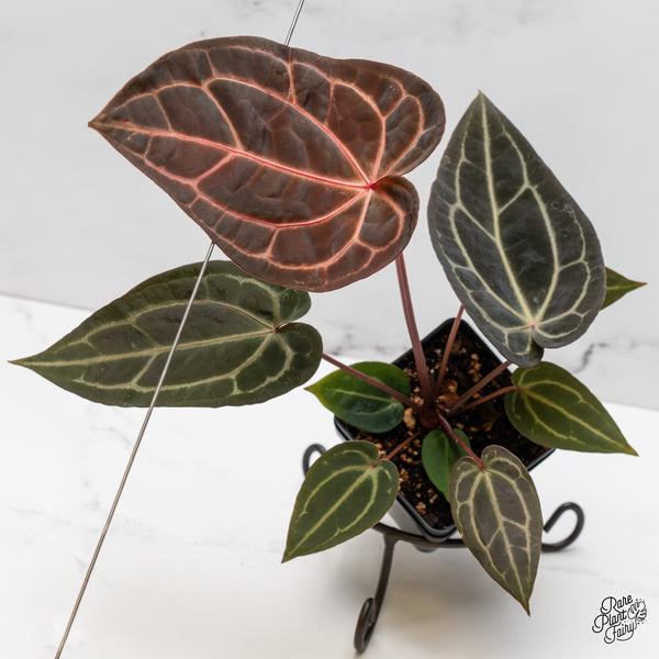 Anthurium Red Velvet Cake '24' x Zara '29' by DocBlock® (wk52-Y)