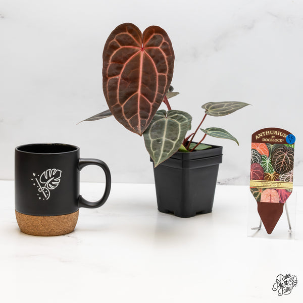 Anthurium Red Velvet Cake '24' x Zara '29' by DocBlock® (wk52-Y)