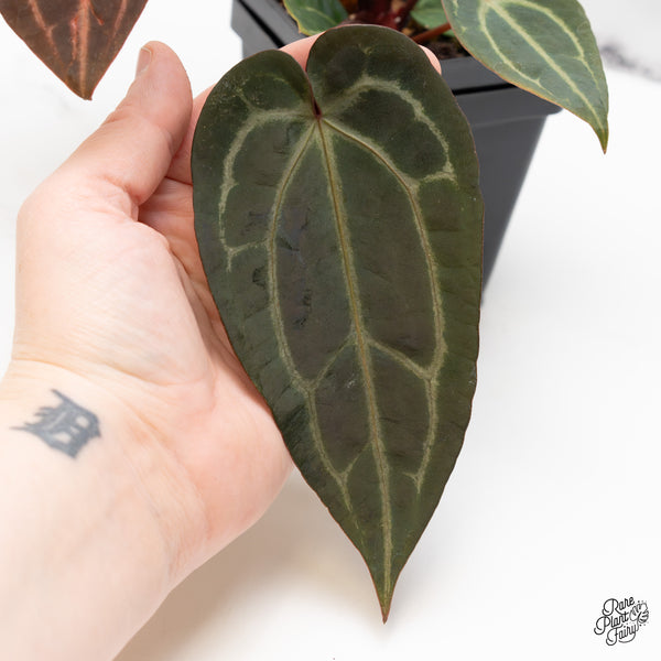 Anthurium Red Velvet Cake '24' x Zara '29' by DocBlock® (wk52-Y)