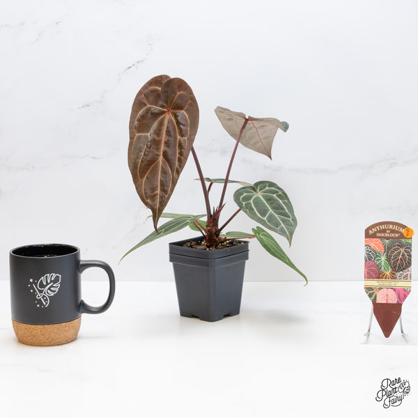 Anthurium Red Velvet Cake '24' x Zara '29' by DocBlock® (wk5-F)