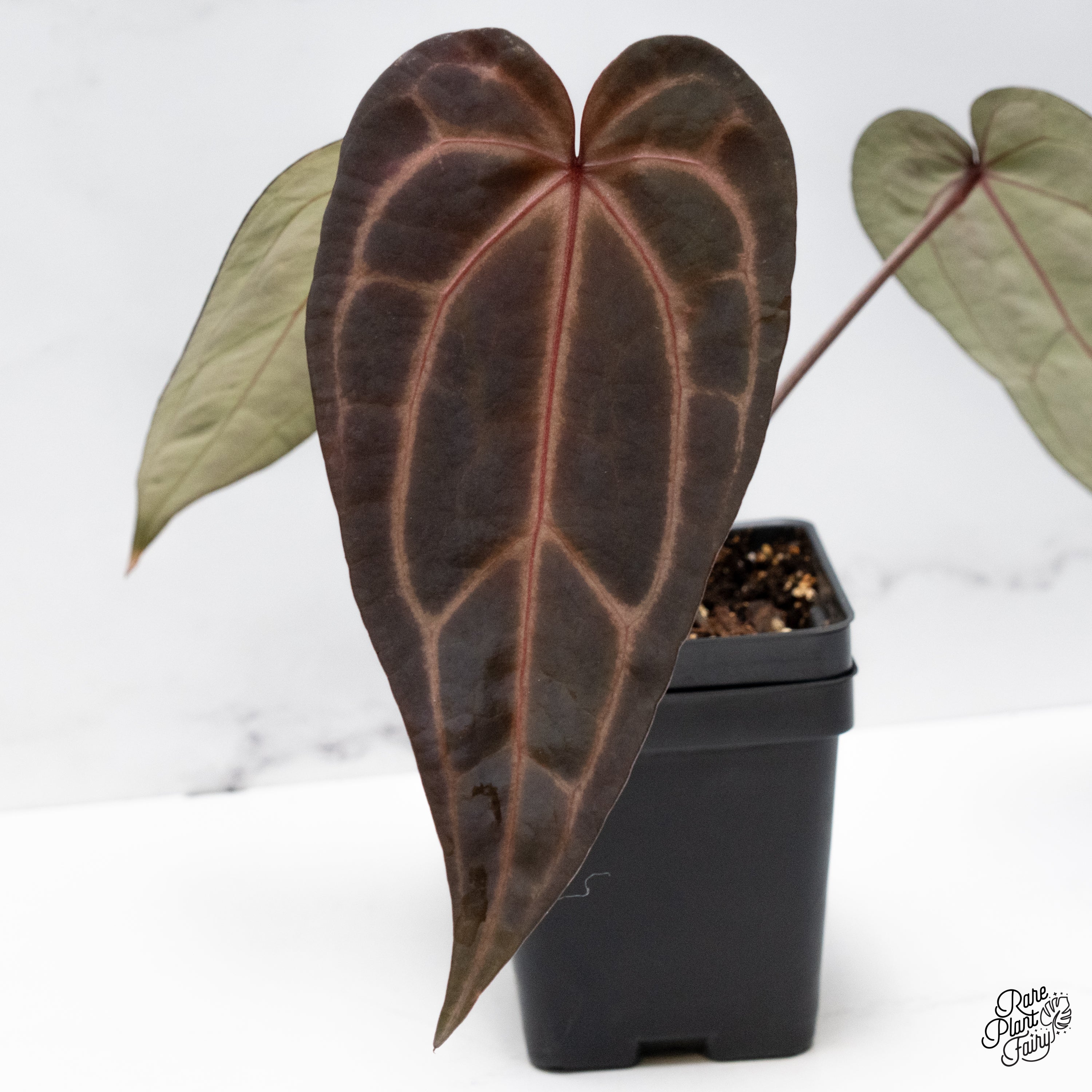 Anthurium Red Velvet Cake '24' x Zara '29' by DocBlock® (wk42-Z