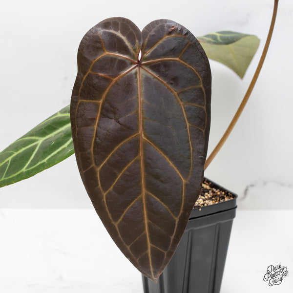 Anthurium Red Velvet Cake '24' x Home, Sweet Home '32' by DocBlock® (wk51-I)