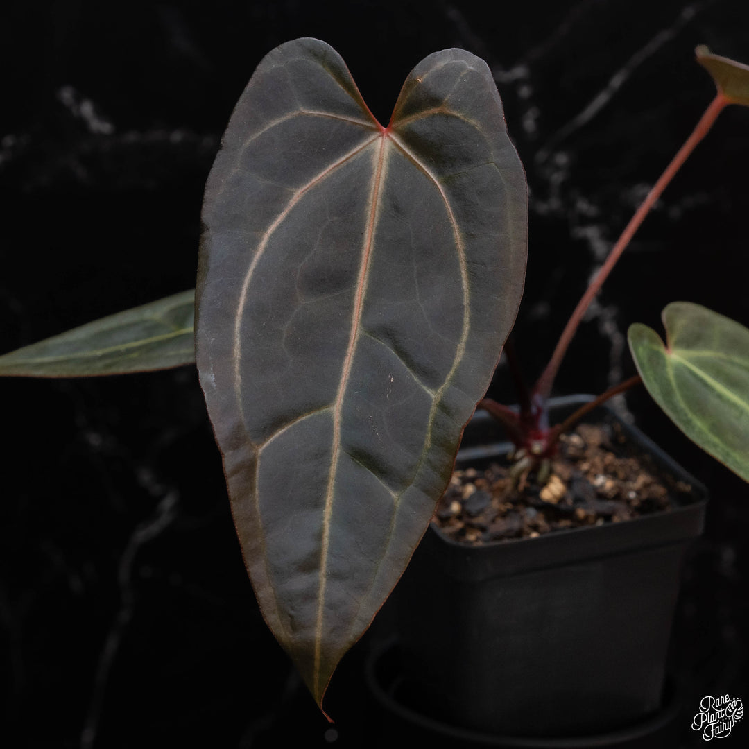 Anthuriums by DocBlock – Rare Plant Fairy