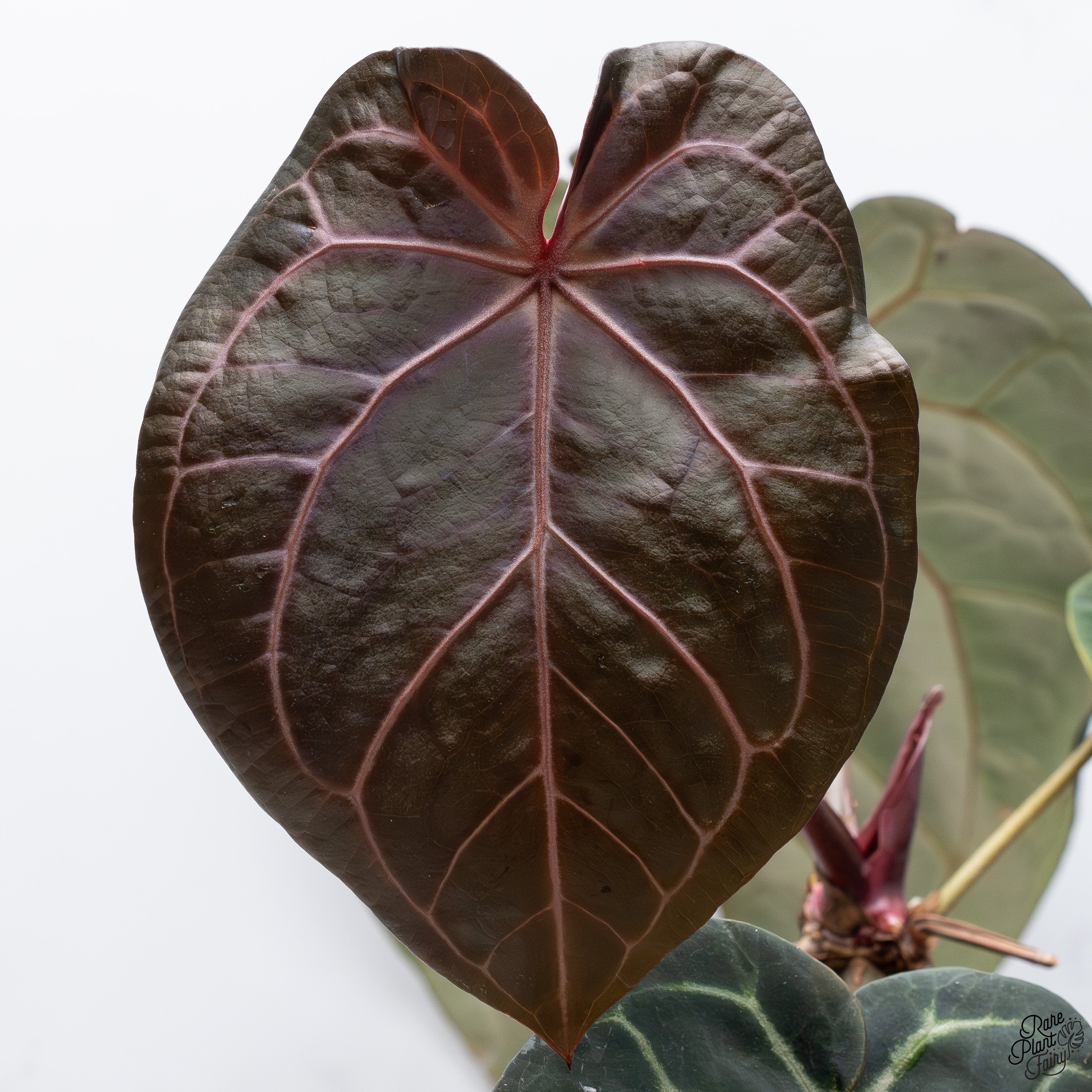 Anthurium Red Velvet Cake '24' x Home, Sweet Home '32' by