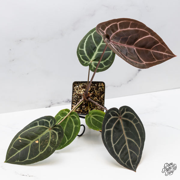 Anthurium Home, Sweet Home '32' x Red Velvet Cake '24' by DocBlock® (wk45-I) *Dark Emergent*