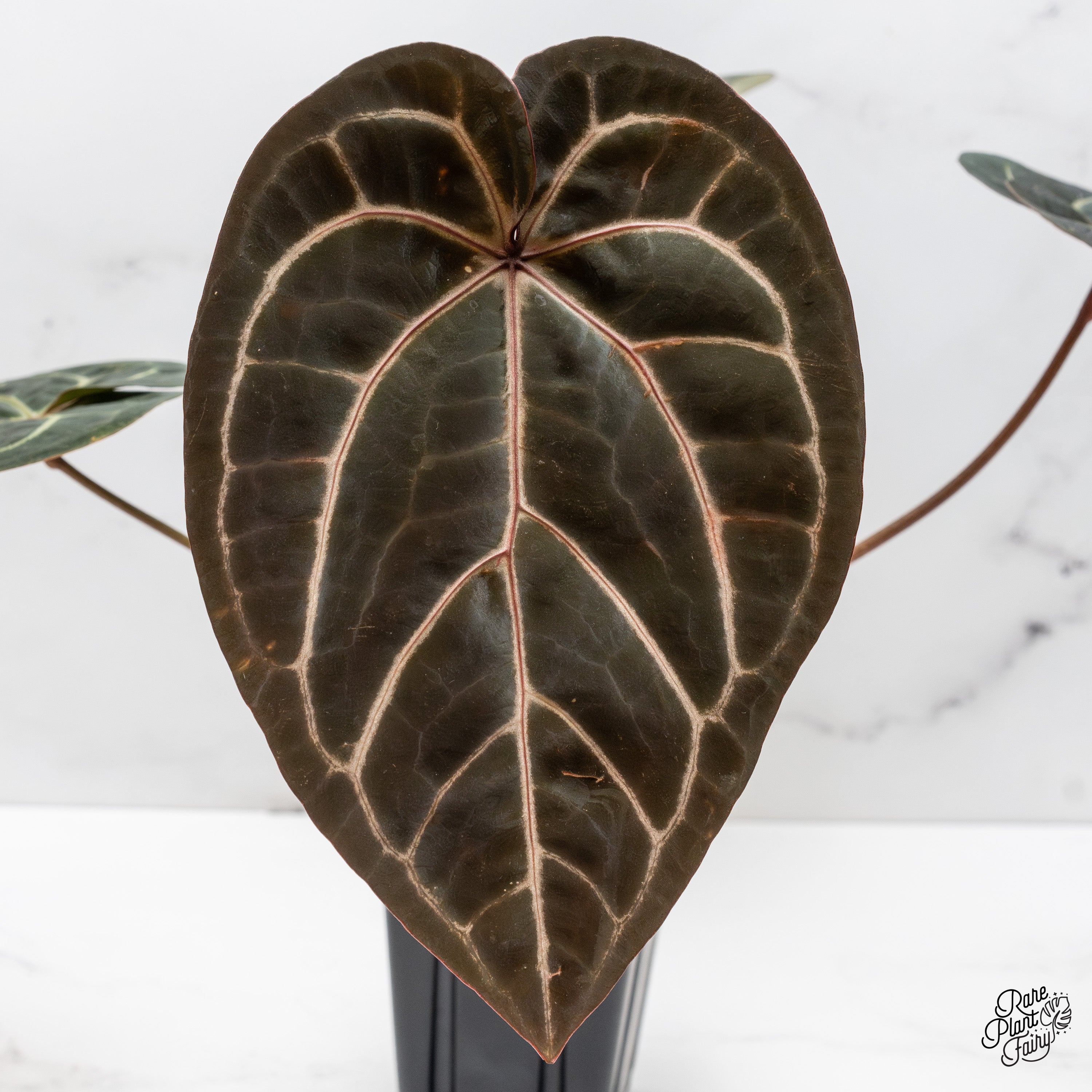 そ*。様 Anthurium red velvet cake Anthurium Red Velvet Cake '24' x Home, Sweet Home '32' by DocBlock