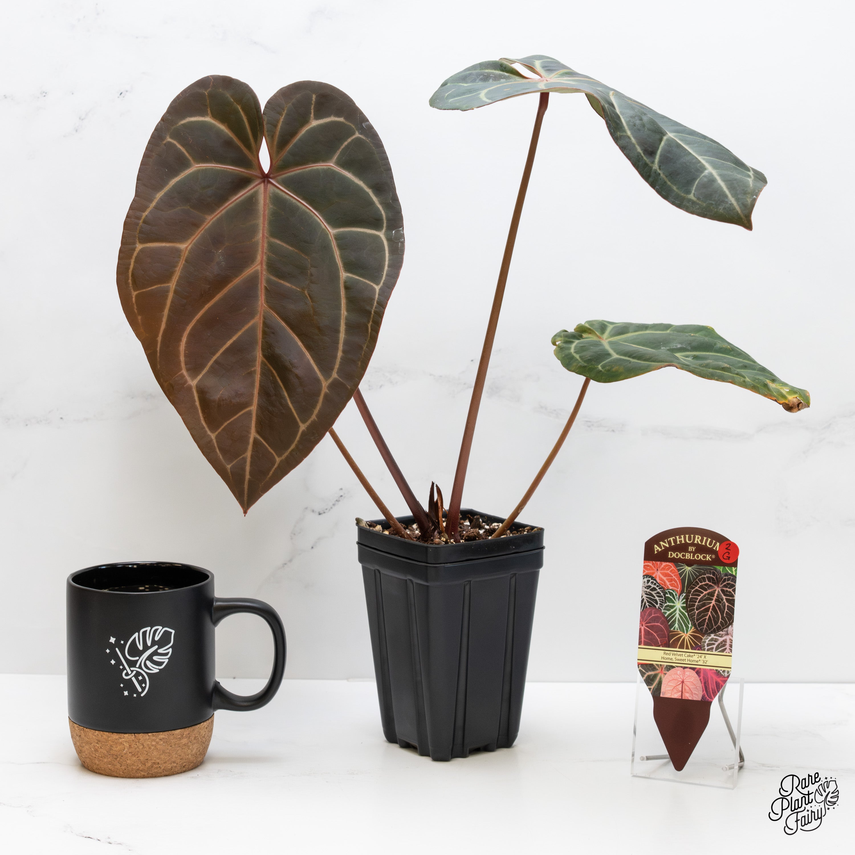 Anthurium Red Velvet Cake '24' x Home, Sweet Home '32' by DocBlock