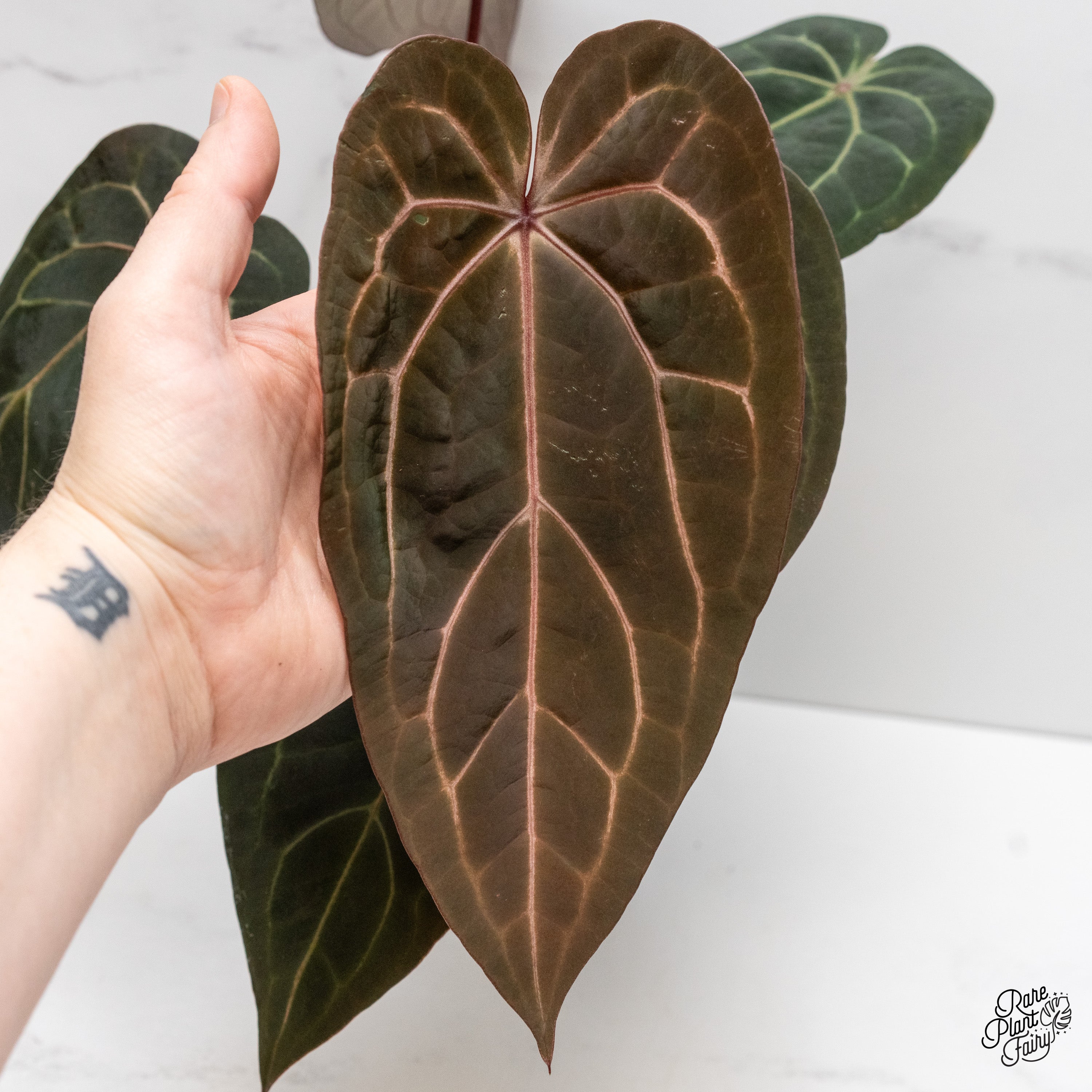 m*e様 Anthurium red velvet cake Anthurium Red Velvet Cake x Dark