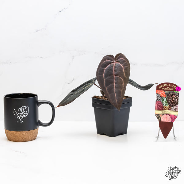 Anthurium Red Velvet Cake '24' x Red Velvet Cake '24' by DocBlock® (wk6-Z)