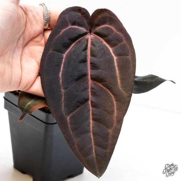 Anthurium Red Velvet Cake '24' x Red Velvet Cake '24' by DocBlock® (wk6-Z)