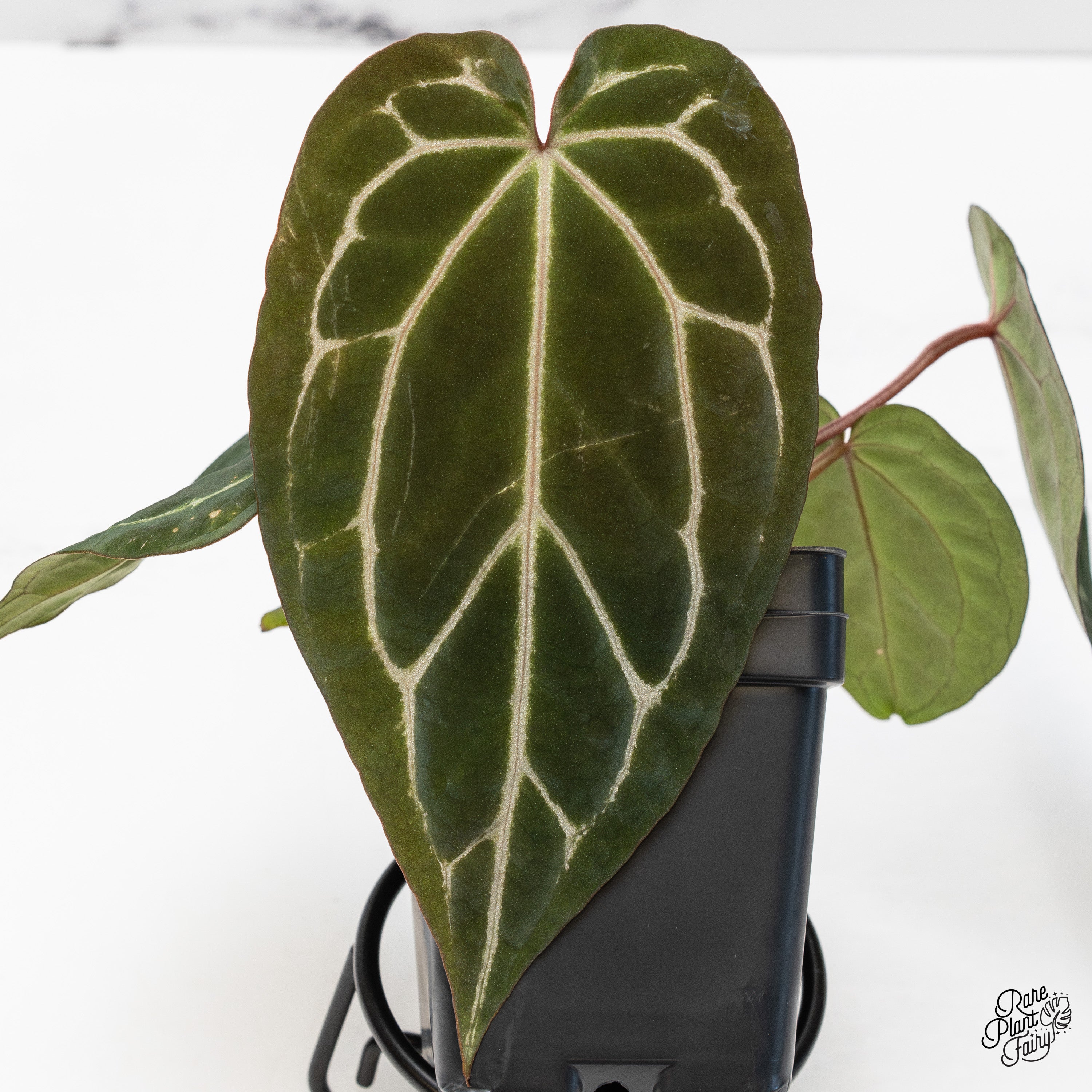 Anthurium Tortoise Shell Grey '36' x Black Widow '13' by DocBlock