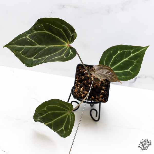 Anthurium Tortoise Shell Grey '36' x Black Widow '13' by DocBlock® (wk46-A)
