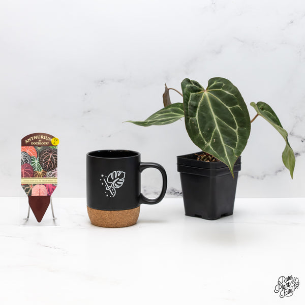 Anthurium Tortoise Shell Grey '36' x Black Widow '13' by DocBlock® (wk46-A)