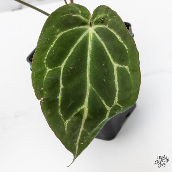 Anthurium Tortoise Shell Grey '36' x Black Widow '13' by DocBlock® (wk46-A)