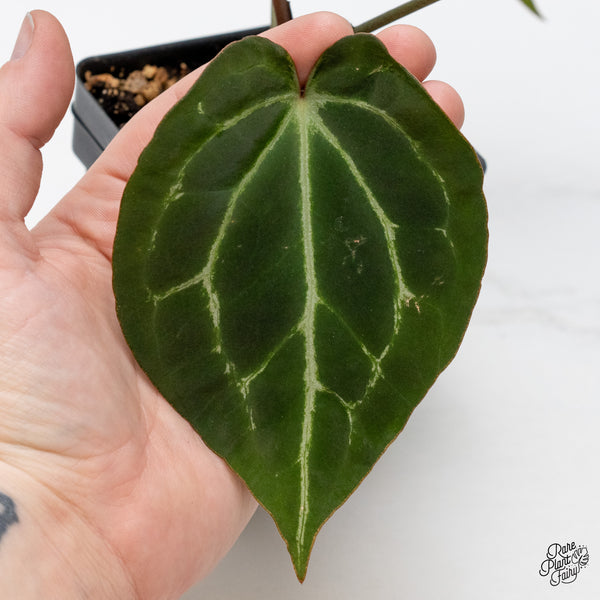 Anthurium Tortoise Shell Grey '36' x Black Widow '13' by DocBlock® (wk46-A)