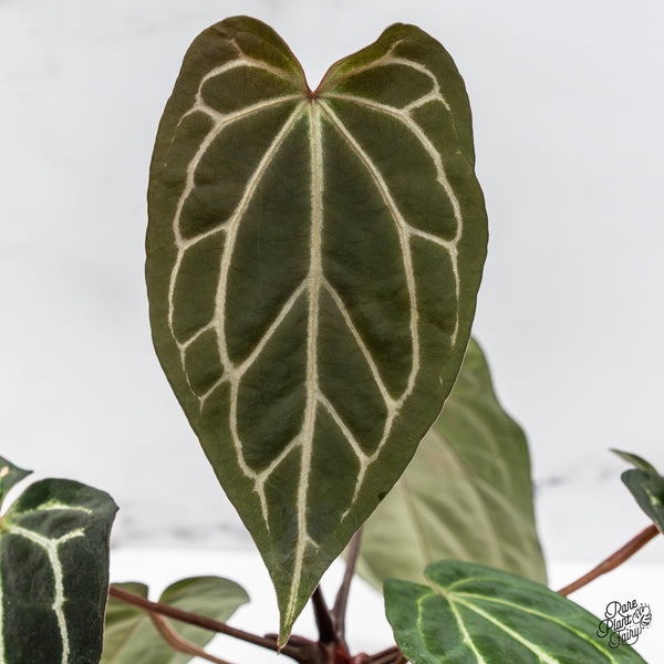 Anthurium Tortoise Shell Grey '36' x Black Widow '13' by DocBlock® (wk50-J)
